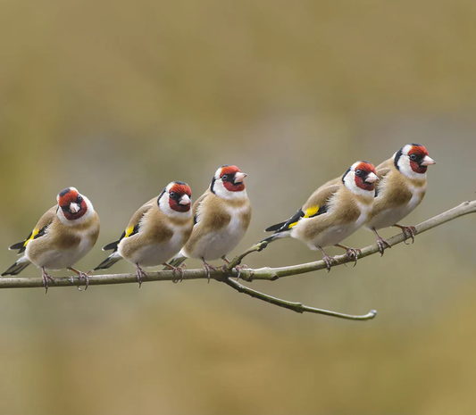 Feedy Vogelvoederlijst medium - 5 puttertjes op tak (41 x 34 cm)