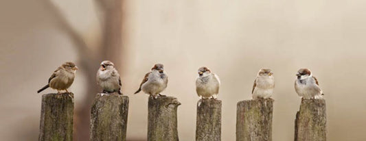 Feedy Vogelvoederlijst panorama - Mussen op palen (102 x 42 cm)