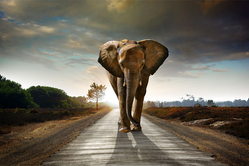 Glasschilderijen met Dieren 