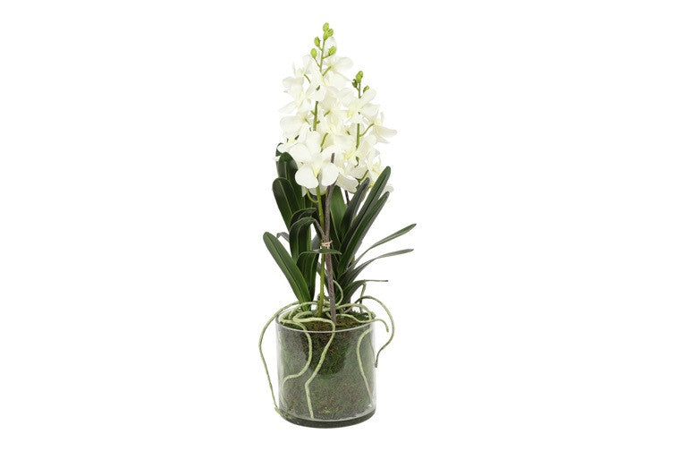 Kunstbloem in glazen pot Dendrobium wit - 56 cm hoog
