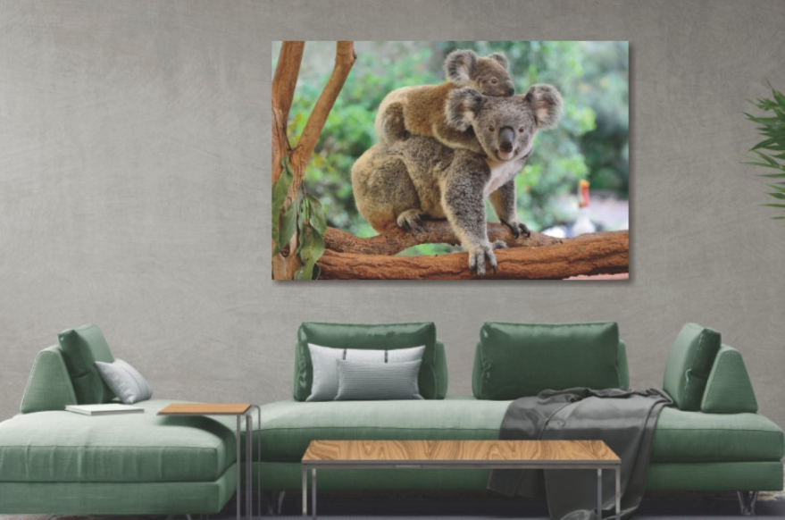 Glasschilderij 2 Koala beren  120x80 cm