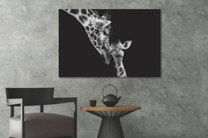 Glasschilderij Giraffen zwart/wit 120x80 cm