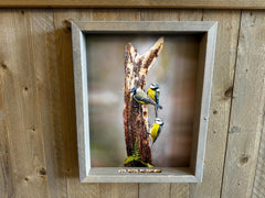 Feedy Vogelvoederlijst large - 3 pimpelmeesjes op stam (42x 51 cm)