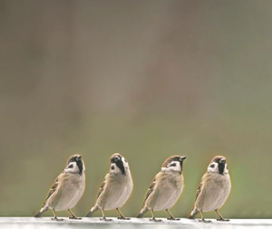 Feedy vogelvoederlijst large - 4 mussen op de grond (51x42 cm)
