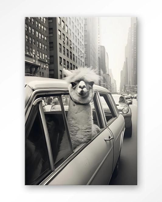 Glasschilderij Alpaca In NY - Urban Cotton