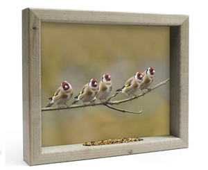 Feedy Vogelvoederlijst medium - 5 puttertjes op tak (41 x 34 cm)  (Magazijn sale)