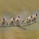 Feedy Vogelvoederlijst medium - 5 puttertjes op tak