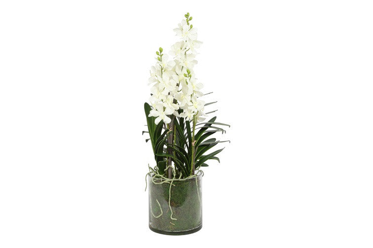 Kunstbloem in glazen pot Dendrobium wit - 78 cm hoog