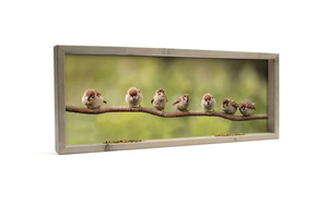 Feedy Vogelvoederlijst  panorama - 7 mussen op tak (102 x 42 cm)  (Magazijn sale)