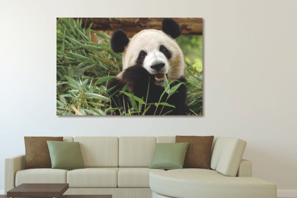 Glasschilderij panda in de natuur 120x80 cm (magazijn sale)