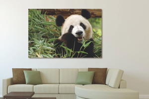 Glasschilderij panda in de natuur 120x80 cm