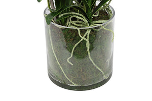 Kunstbloem in glazen pot Dendrobium wit - 56 cm hoog