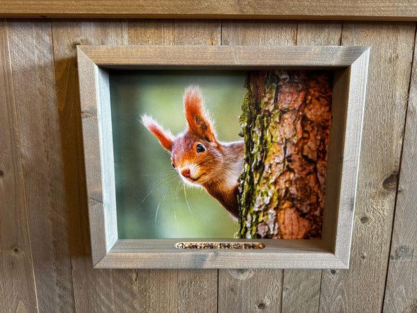 Feedy Vogelvoederlijst medium - Eekhoorn achter boom (41 x 34 cm)