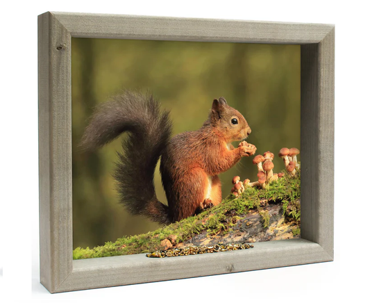 Feedy Vogelvoederlijst medium - Eekhoorntjes brood (41 x 34 cm)