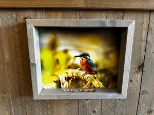 Feedy Vogelvoederlijst medium - Ijsvogel op tak (41 x 34 cm)