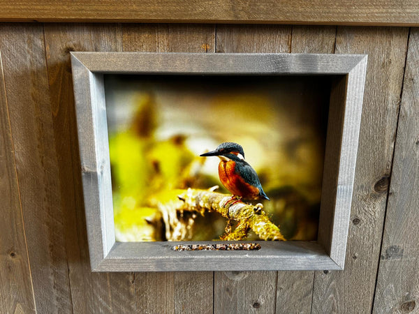 Feedy Vogelvoederlijst medium - Ijsvogel op tak (41 x 34 cm)