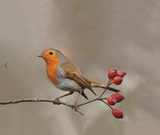 Feedy vogelvoederlijst small - Roodborstje (31 x 25 cm)