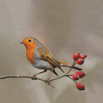 Feedy vogelvoederlijst small - Roodborstje