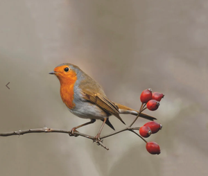 Feedy vogelvoederlijst small - Roodborstje