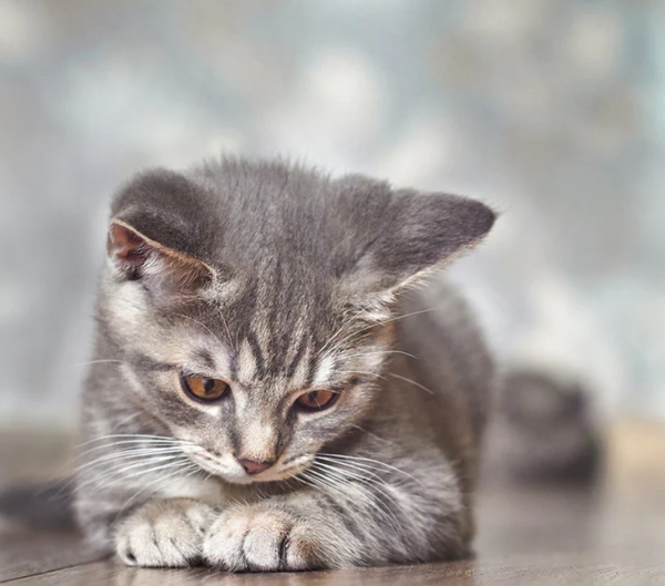 Feedy vogelvoederlijst small - Katje (31 x 25 cm)