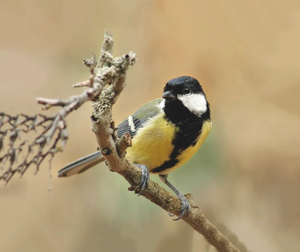 Feedy vogelvoederlijst small - Koolmeesje