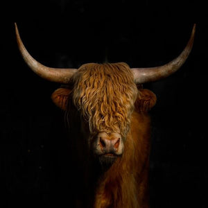 Glasschilderij Schotse hooglander zwarte achtergrond 80x80 cm