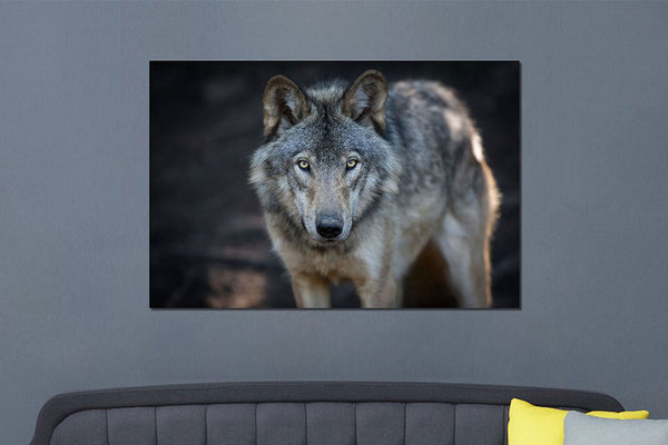 Glasschilderij Wolf close-up 120x80 cm