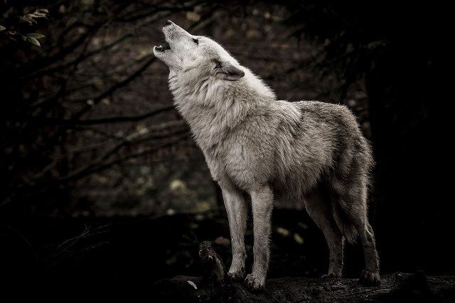 Glasschilderij huilende wolf in de natuur 120x80 cm