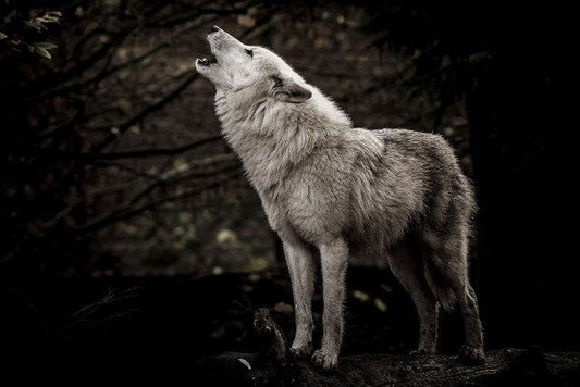 Glasschilderij huilende wolf in de natuur 120x80 cm