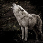 Glasschilderij huilende wolf in de natuur 120x80 cm