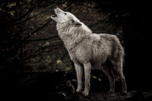 Glasschilderij huilende wolf in de natuur 120x80 cm