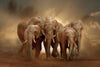 Glasschilderij Olifanten kudde  - 120x80 cm