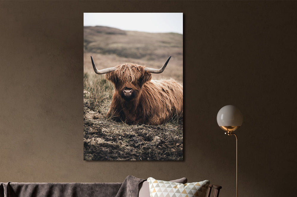 Glasschilderij Schotse hooglander liggend 80x120 cm