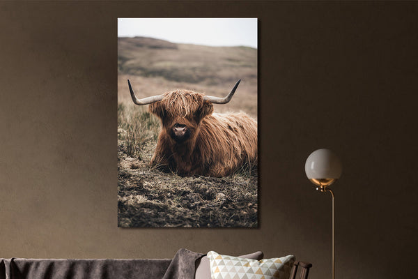 Glasschilderij Schotse hooglander liggend 80x120 cm
