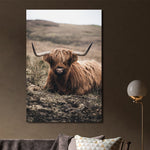 Glasschilderij Schotse hooglander liggend 80x120 cm