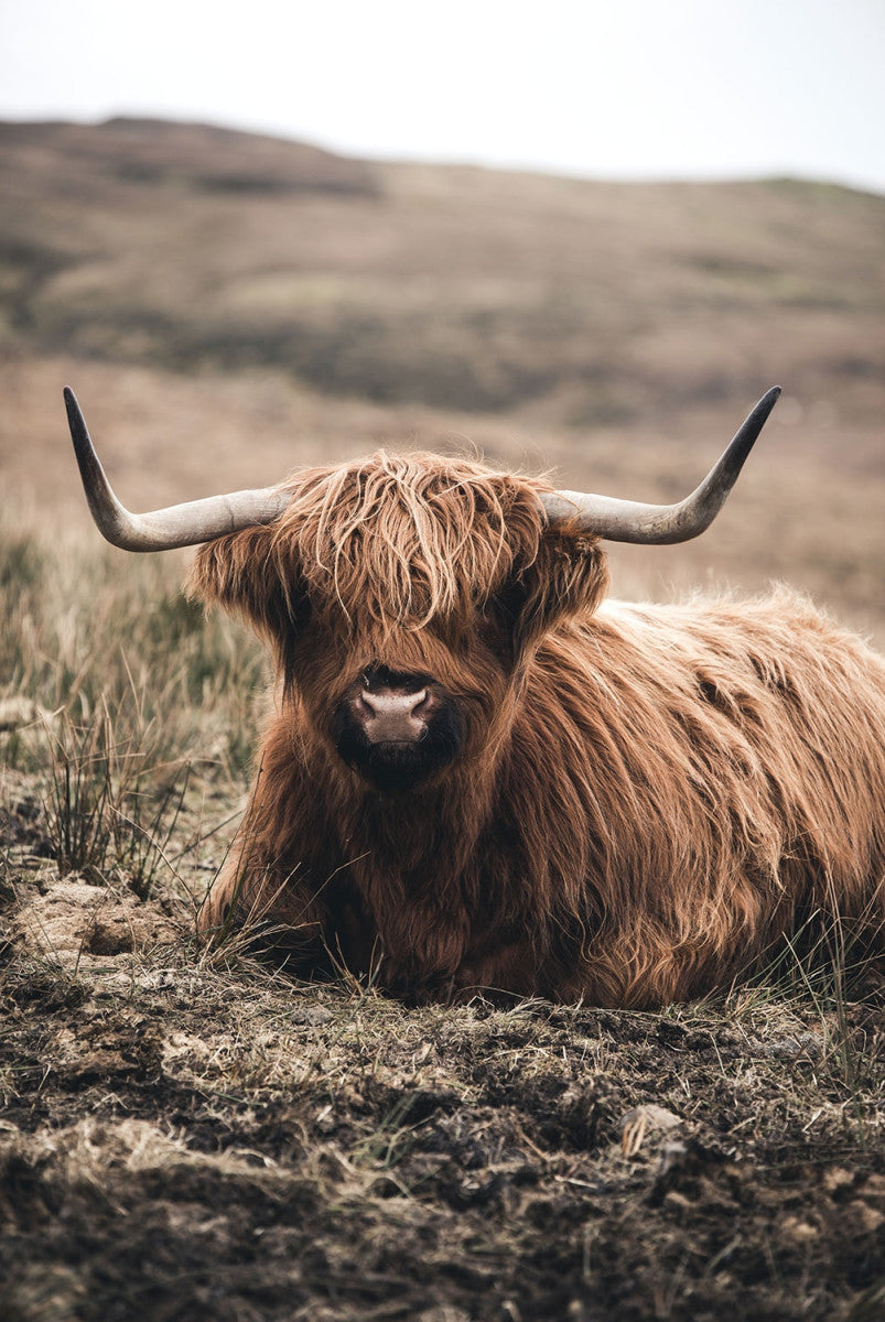 Glasschilderij Schotse hooglander liggend 80x120 cm