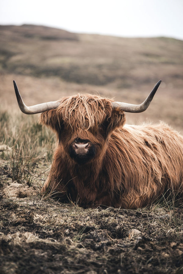 Glasschilderij Schotse hooglander liggend 80x120 cm