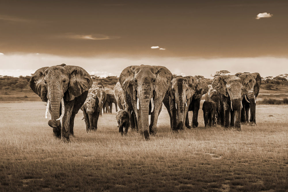 Glasschilderij Olifanten kudde savanne 120x80 cm