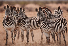 Glasschilderij kudde zebra`s 120x80 cm