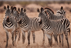 Glasschilderij kudde zebra`s 120x80 cm