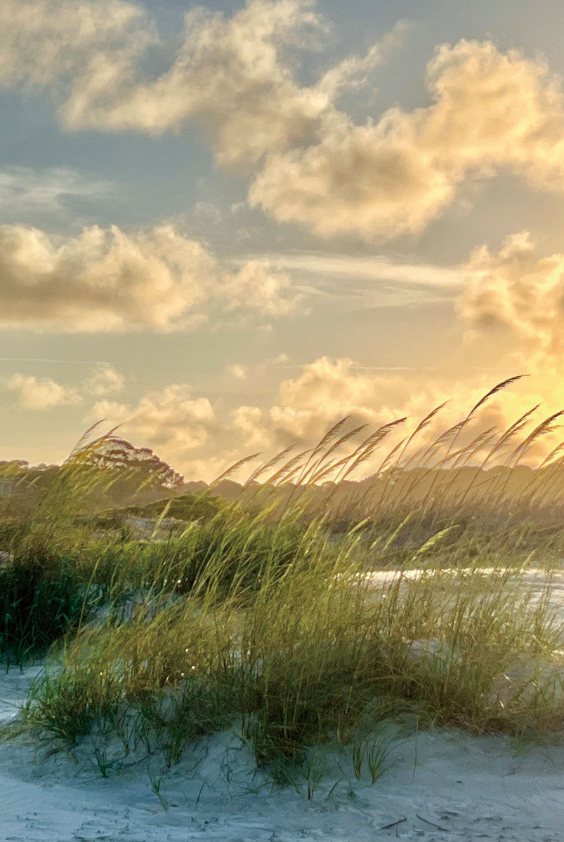 Glasschilderij Helmgras in de duinen 80x120 cm