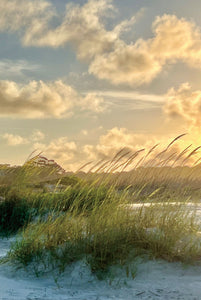 Glasschilderij Helmgras in de duinen 80x120 cm