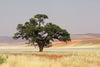 Glasschilderij Boom op de savanne - 120x80 cm
