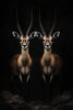 Glasschilderij twee gazelles zwarte achtergrond 80x120 cm