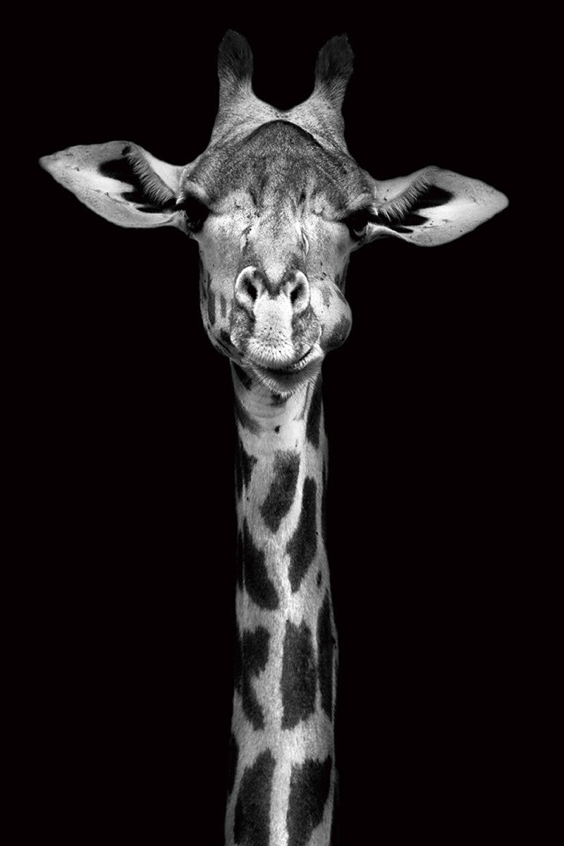 Glasschilderij Giraffe close-up 80x120 cm