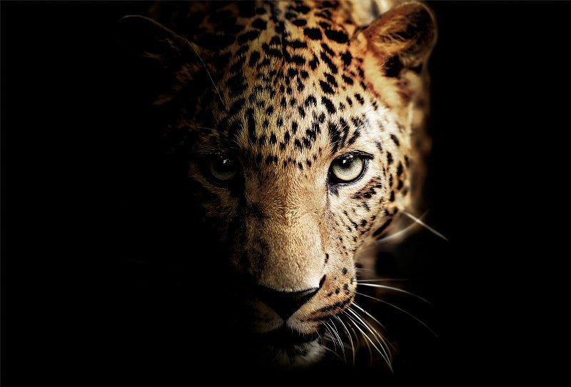 Glasschilderij Panterclose-up 120x80 cm