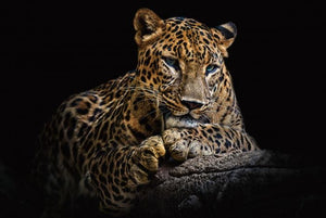 Glasschilderij luipaard 120x80 cm