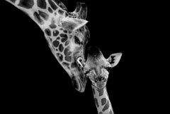 Glasschilderij Giraffen zwart/wit 120x80 cm (magazijn sale)