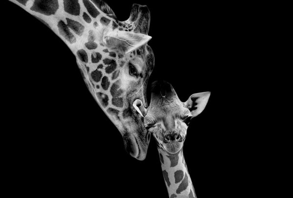 Glasschilderij Giraffen zwart/wit 120x80 cm (magazijn sale)