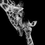 Glasschilderij Giraffen zwart/wit 120x80 cm